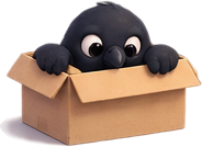 Mena crow sitting in a cardboard box